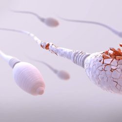 Sperm Sayısı
