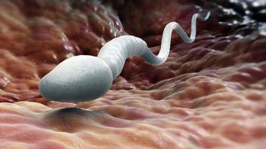 Sperm Sayısı