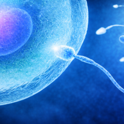 Sperm Donasyonu Fiyatları 2026
