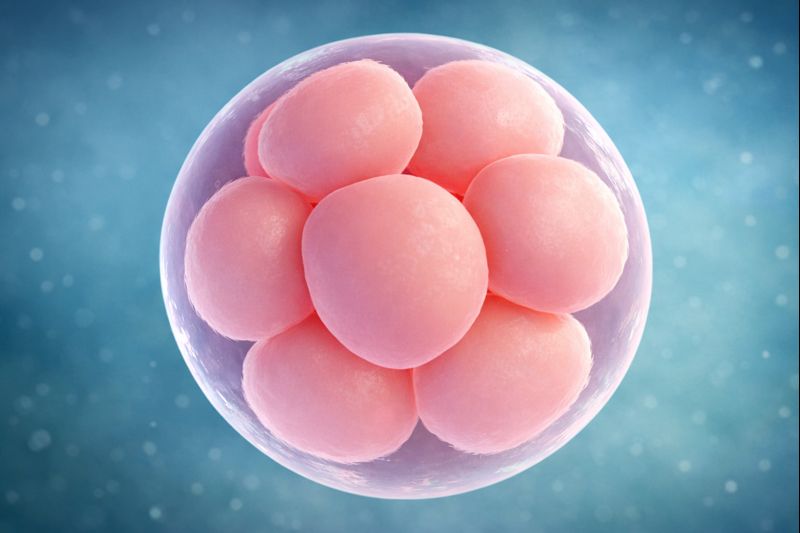 Yumurta Donasyonu Fiyatları 2026