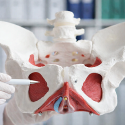 Sistosel, Rektosel ve Enterosel Onarımı